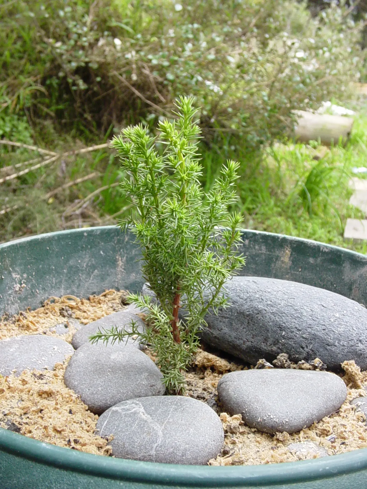 Monterey Cypress (Cupressus Macrocarpa) — scientifically named Cupressus macrocarpa