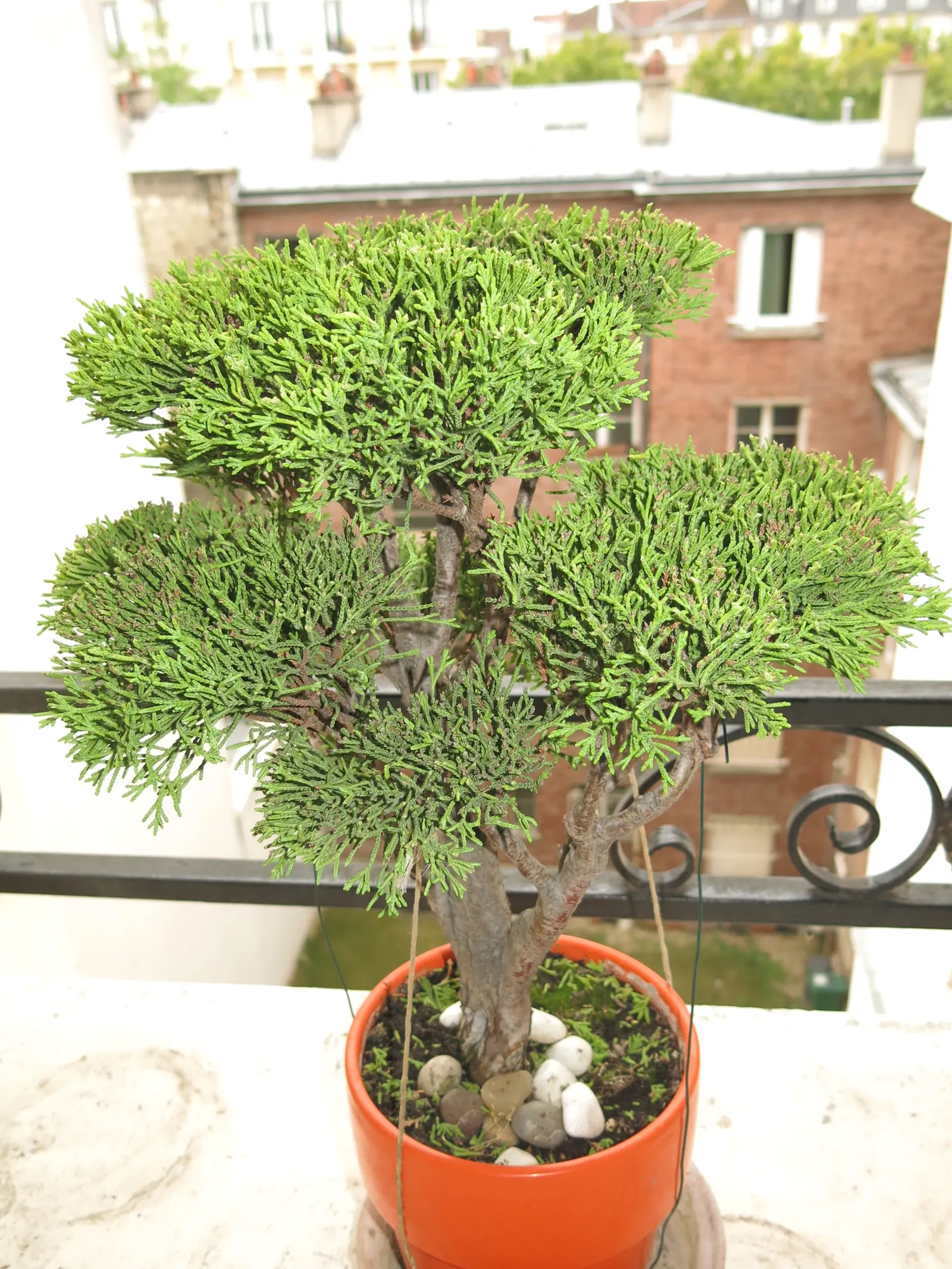 Monterey Cypress (Cupressus Macrocarpa) — It reaches up to 70 feet in height with a spread of 20-30 feet