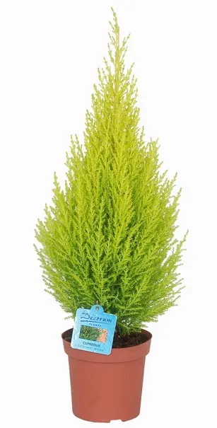 Monterey Cypress (Cupressus Macrocarpa) — but always be mindful of its size and growth habit to ensure a harmonious