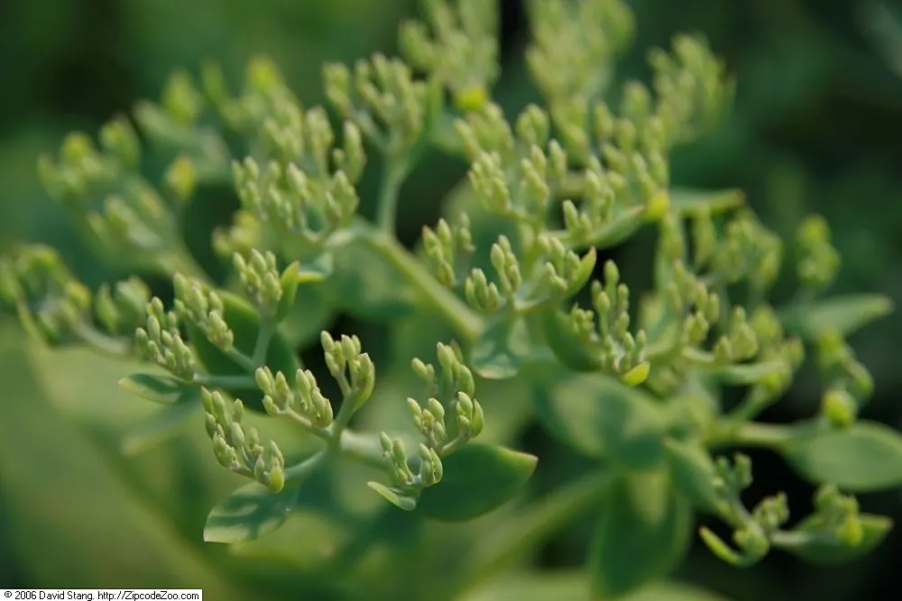 Autumn Joy Sedum (Sedum 'Autumn Joy') — forming a compact clump of fleshly