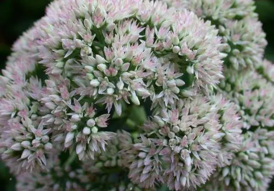 Autumn Joy Sedum (Sedum 'Autumn Joy') — making it an ideal candidate for xeriscaping or regions with water restrictions; brick red before deepening to a russet
