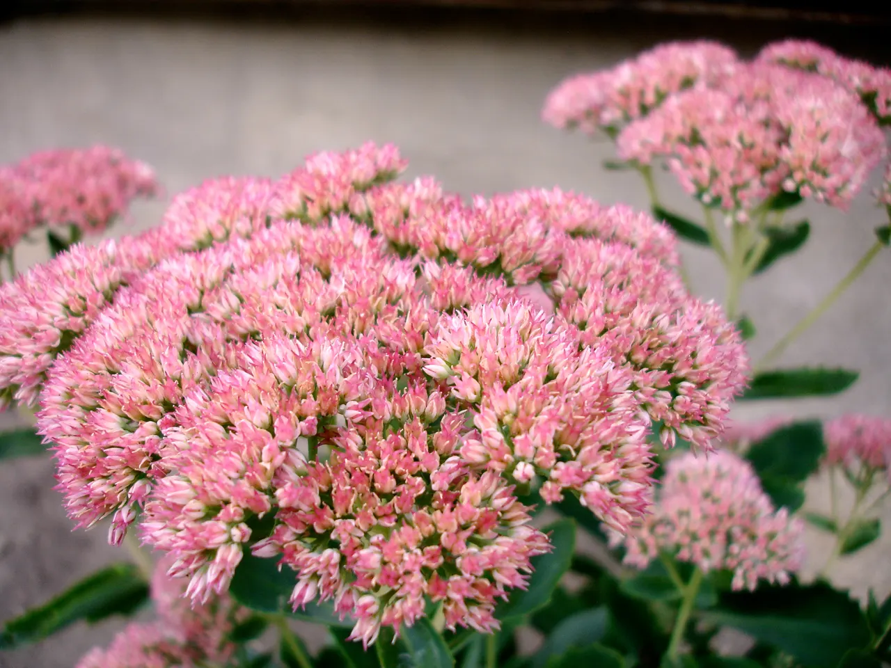 Autumn Joy Sedum (Sedum 'Autumn Joy') — These evolve from a warm pink to a rich, coppery red through fall
