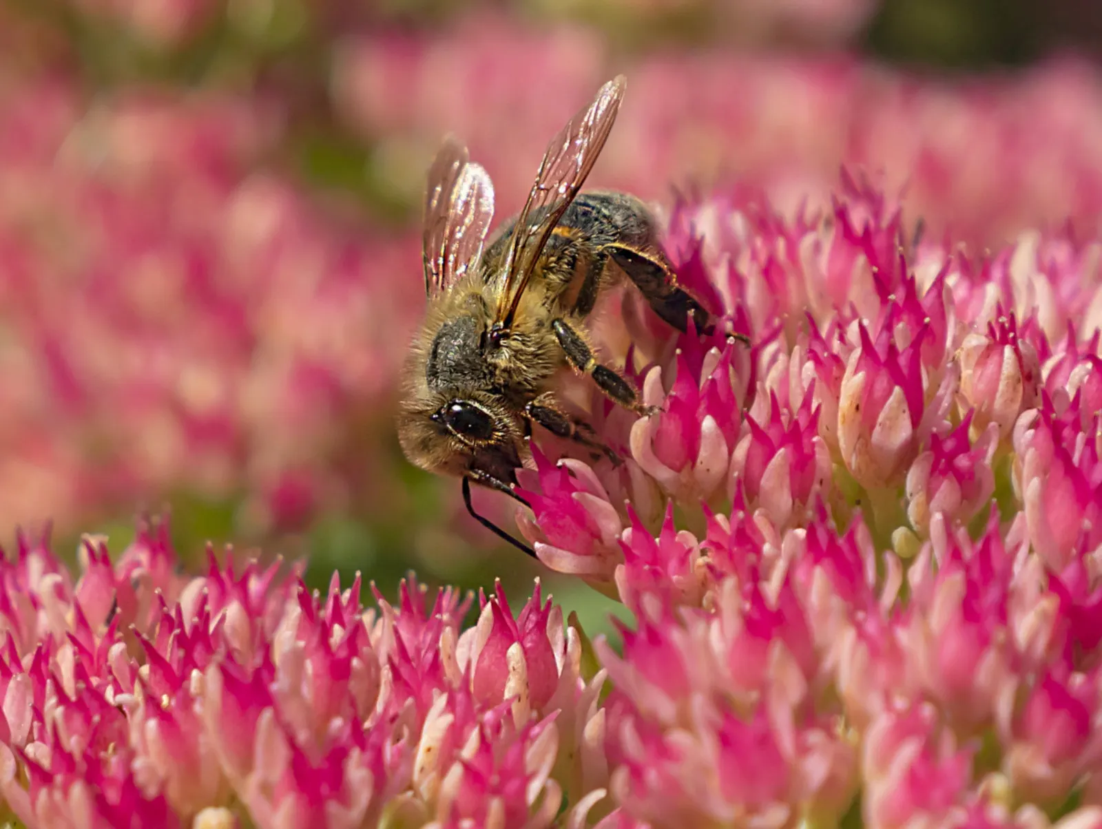 Autumn Joy Sedum (Sedum 'Autumn Joy') — making it an ideal candidate for xeriscaping or regions with water restrictions