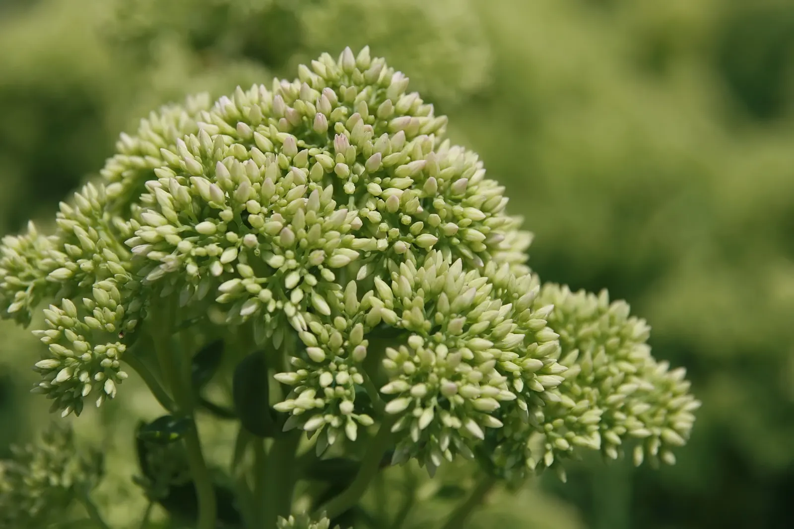 Autumn Joy Sedum (Sedum 'Autumn Joy') — Sedum 'Autumn Fire' ignites the landscape with its fiery blooms; or division every few years to maintain vigor
