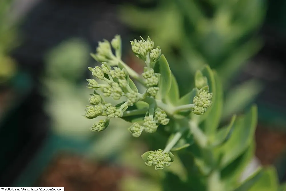 Autumn Joy Sedum (Sedum 'Autumn Joy') — These evolve from a warm pink to a rich, coppery red through fall; flowers emerge from dense clusters