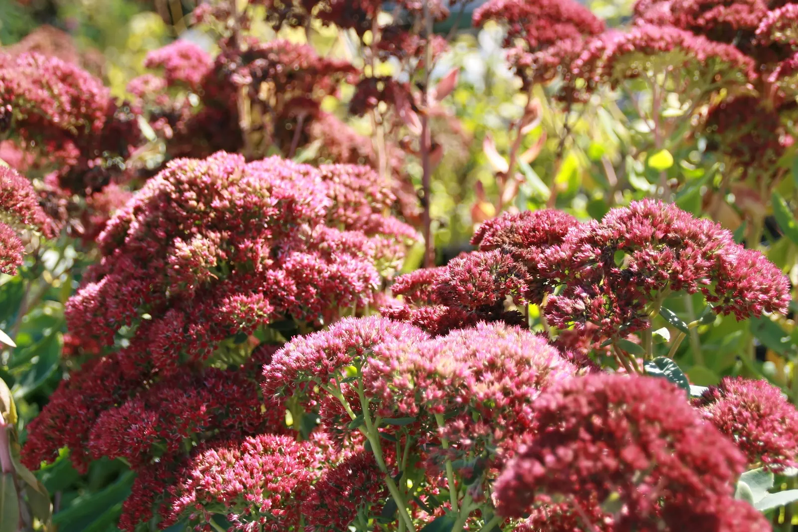 Autumn Joy Sedum (Sedum 'Autumn Joy') — The Autumn Joy Sedum, 'Autumn Fire,' is a robust perennial flaunting dense, broccoli-like clusters of flowers; this