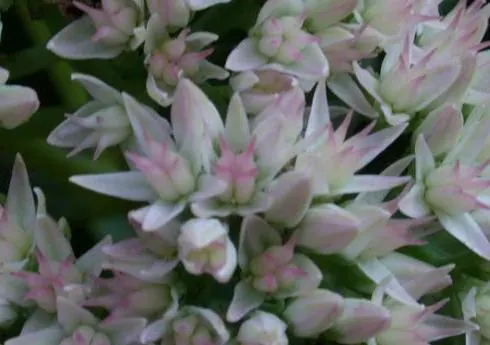 Autumn Joy Sedum (Sedum 'Autumn Joy') — Flowers emerge from dense clusters; these evolve from a warm pink to a rich, coppery red through fall