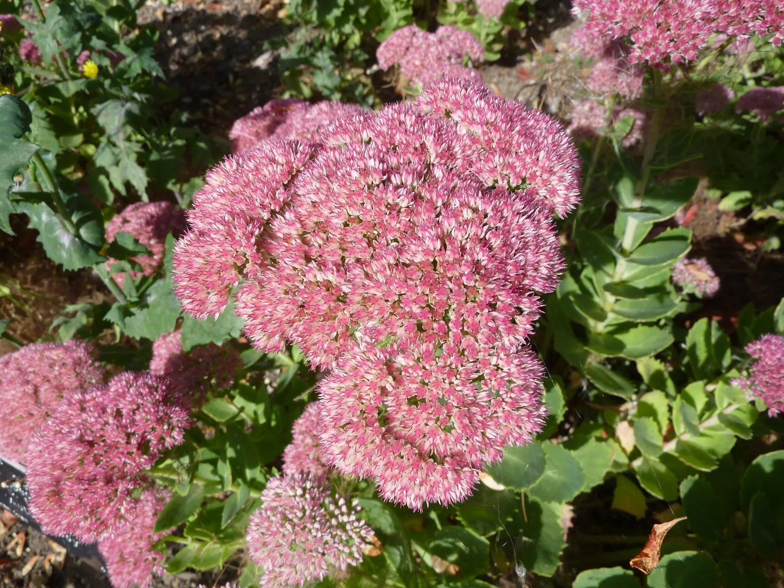 Autumn Joy Sedum (Sedum 'Autumn Joy') — adding to its garden value as a resilient choice for both residential and commercial landscapes