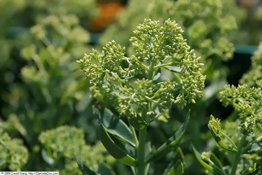 Autumn Joy Sedum (Sedum 'Autumn Joy') — The flower heads measure about 6 inches across; succulent with pink blooms
