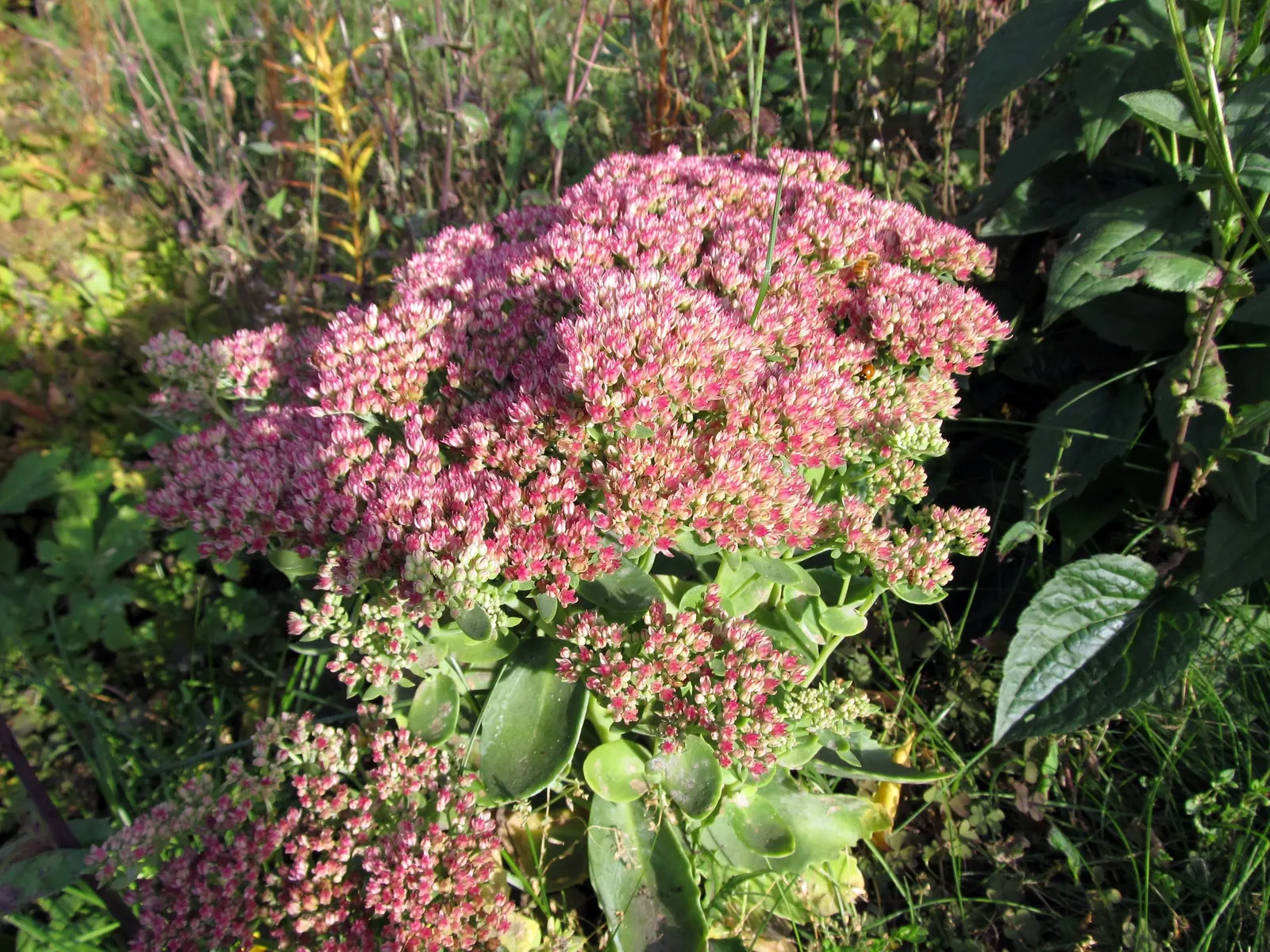 Autumn Joy Sedum (Sedum 'Autumn Joy') — forming a compact clump of fleshly; a robust cultivar of the Stonecrop family known for its durable and easy-care nature