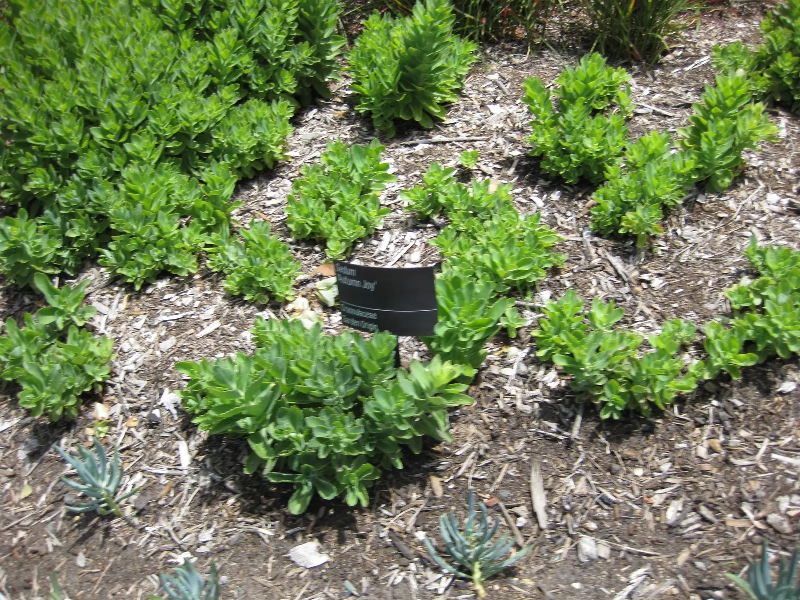 Autumn Joy Sedum (Sedum 'Autumn Joy') — It thrives in zones 3-9, reaching 18-24 inches in height and width