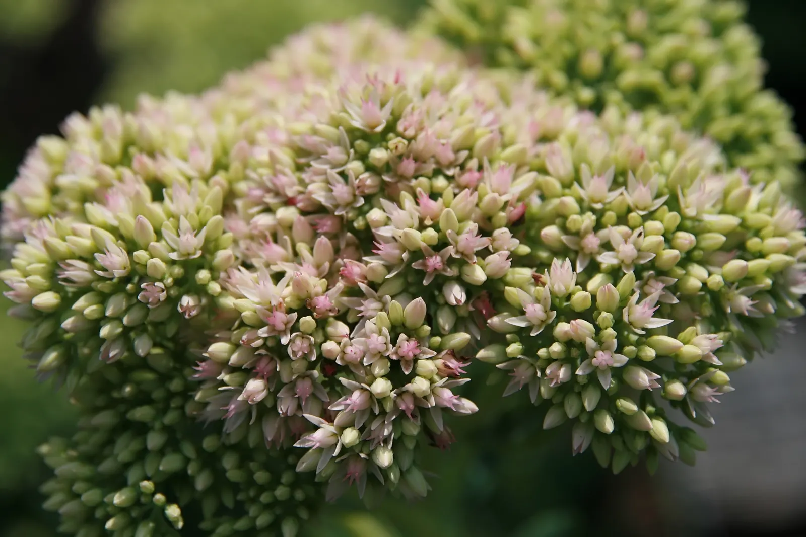 Autumn Joy Sedum (Sedum 'Autumn Joy') — brick red before deepening to a russet tone come fall; making it an ideal candidate for xeriscaping or regions with