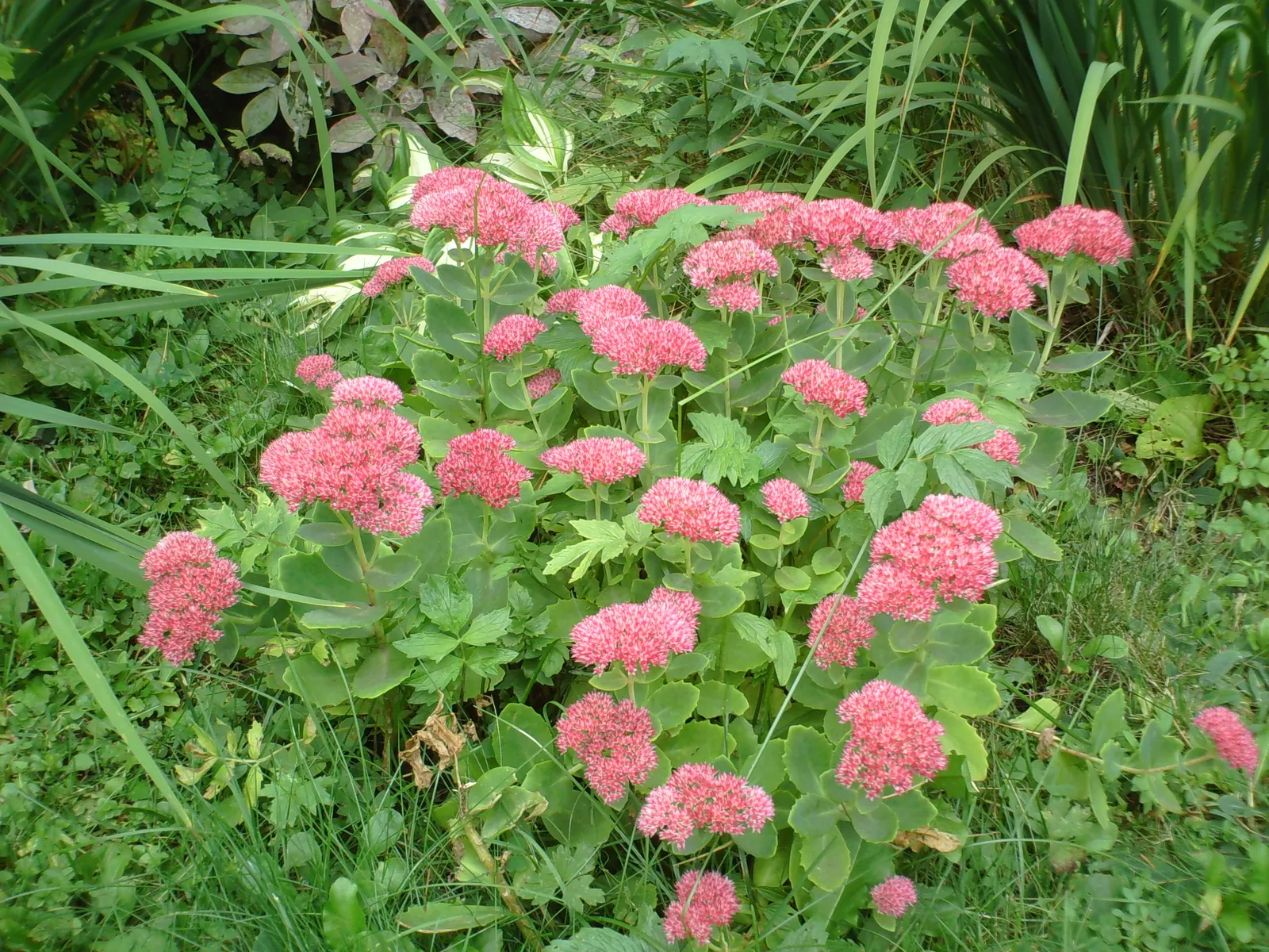 Autumn Joy Sedum (Sedum 'Autumn Joy') — a robust cultivar of the Stonecrop family known for its durable and easy-care nature; forming a compact clump of fleshly