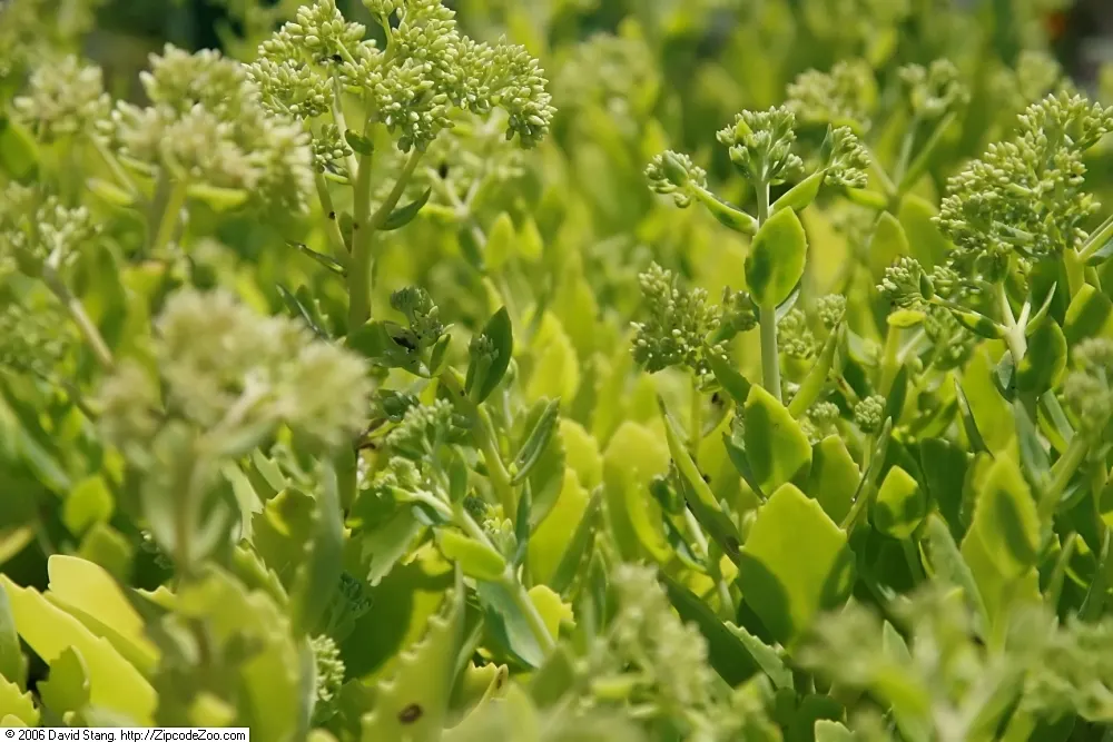Autumn Joy Sedum (Sedum 'Autumn Joy') — It thrives in zones 3-9, reaching 18-24 inches in height and width; only requiring deadheading if desired for aesthetic