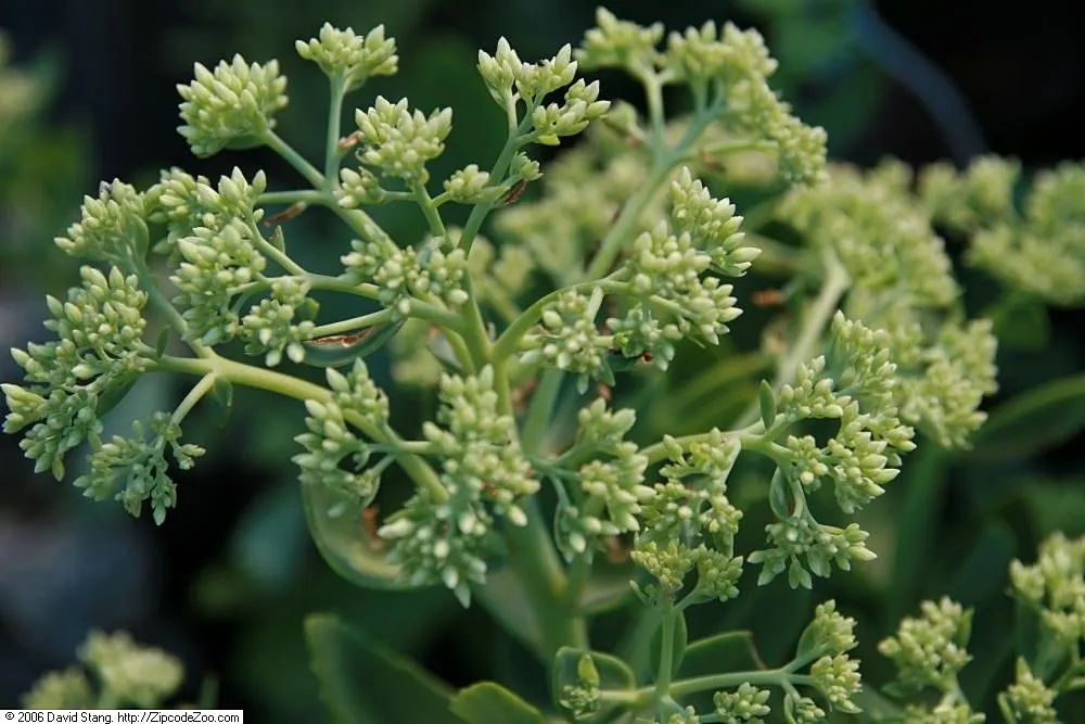 Autumn Joy Sedum (Sedum 'Autumn Joy') — This drought-tolerant sedum demands full sun and well-drained soil; the Autumn Joy Sedum, 'Autumn Fire,' is a robust
