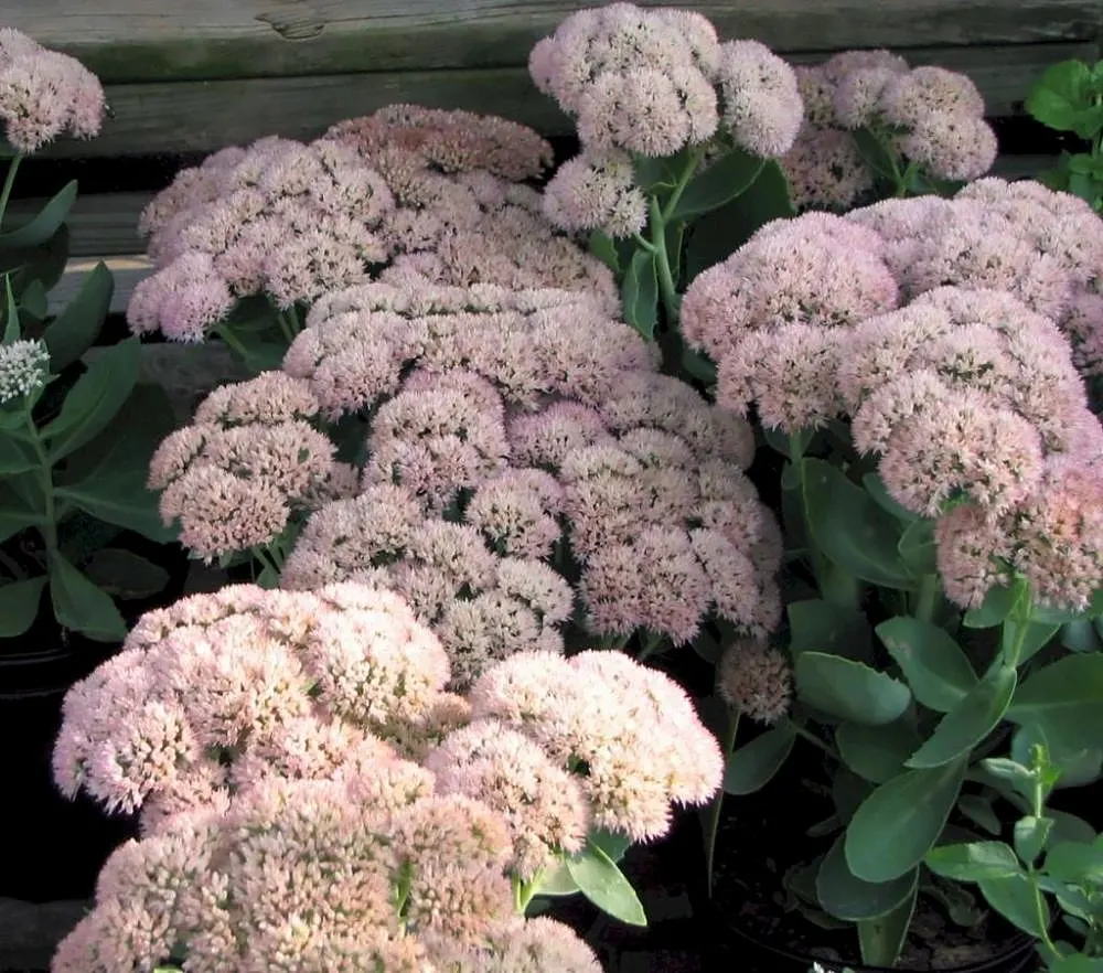 Autumn Joy Sedum (Sedum 'Autumn Joy') — succulent with pink blooms