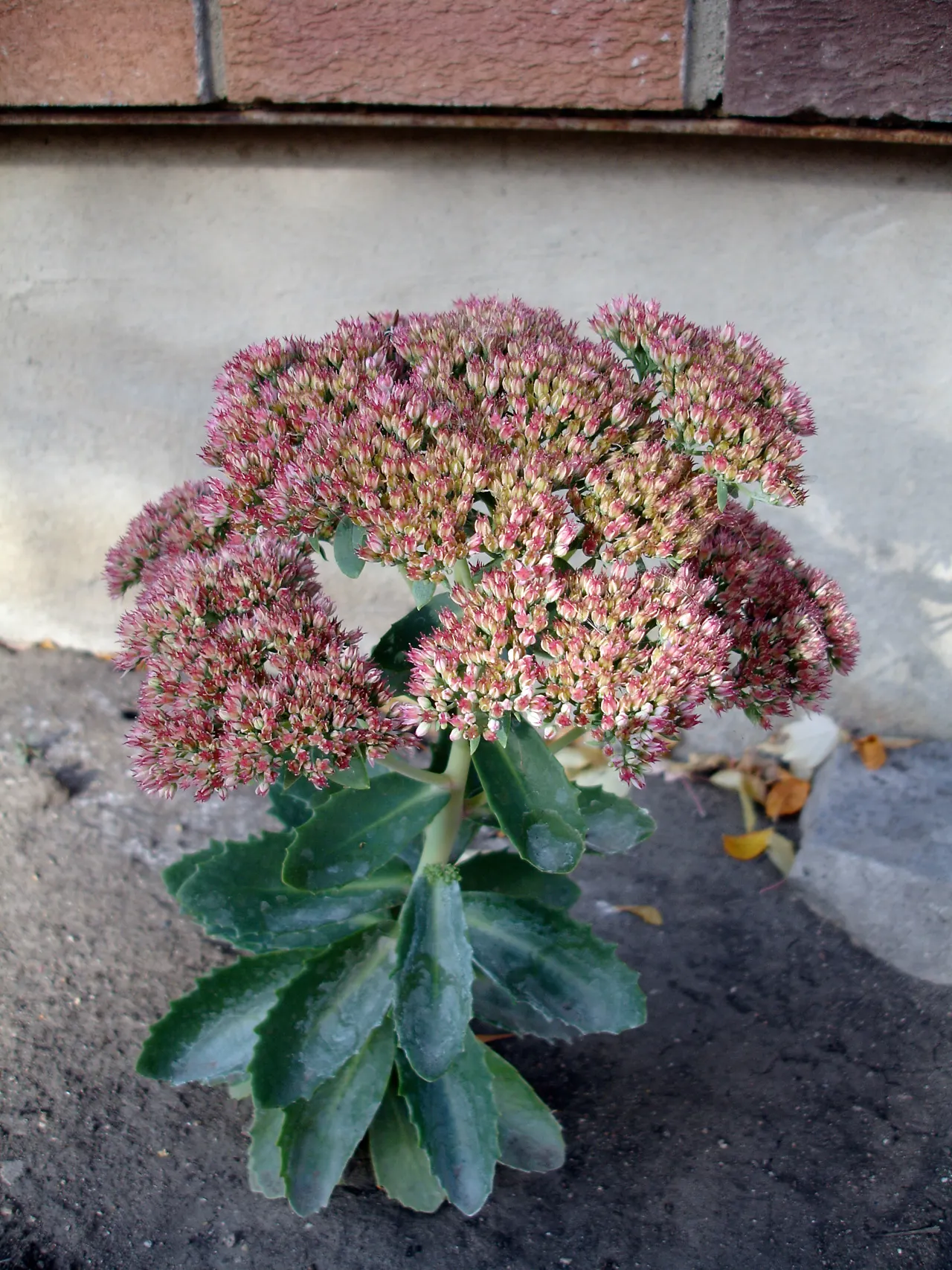 Autumn Joy Sedum (Sedum 'Autumn Joy') — deep green hue throughout the growing season.<br><br>As the name suggests; starting as a warm pink in late summer