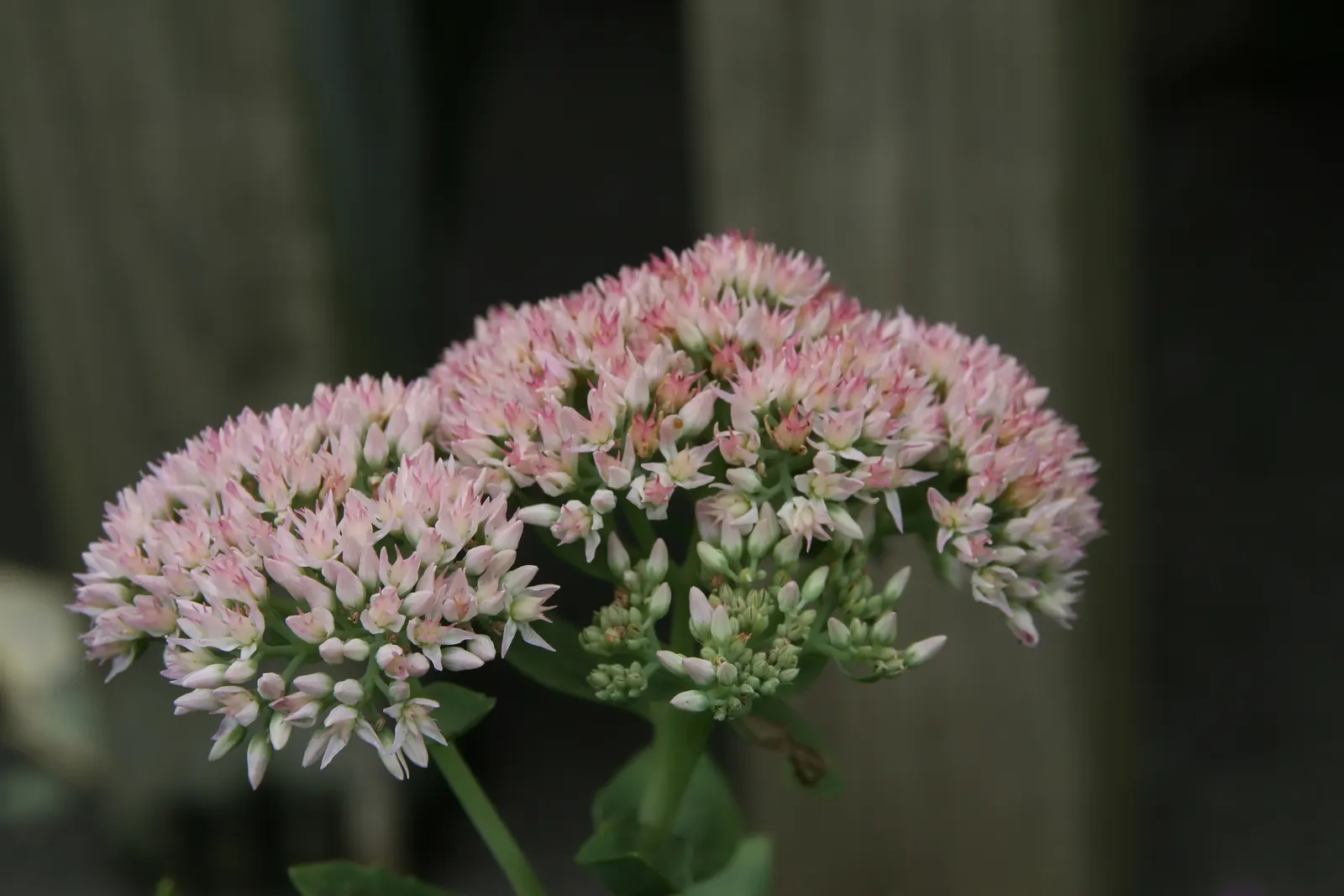 Autumn Joy Sedum (Sedum 'Autumn Joy') — The Autumn Joy Sedum, 'Autumn Fire,' is a robust perennial flaunting dense, broccoli-like clusters of flowers