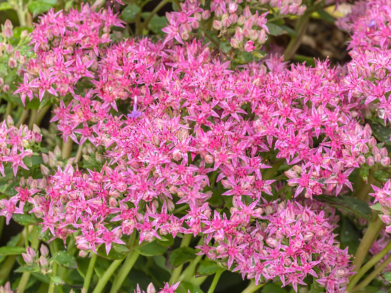 Autumn Joy Sedum (Sedum 'Autumn Joy') — This perennial reaches an average height of 18 to 24 inches with a spread of about 18 to 24 inches