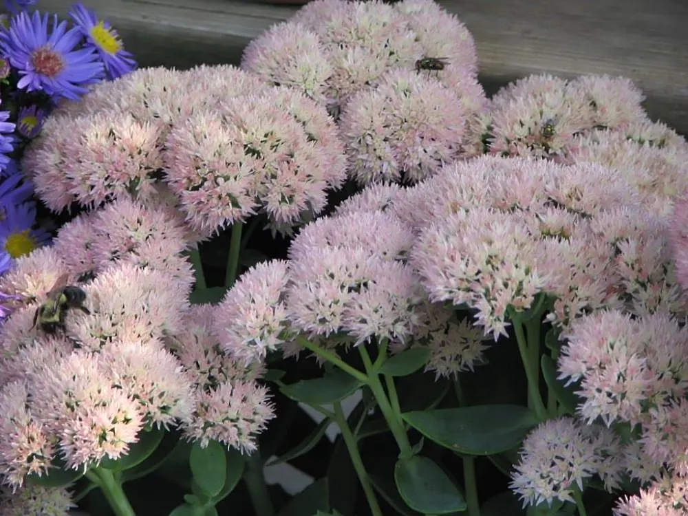 Autumn Joy Sedum (Sedum 'Autumn Joy') — This drought-tolerant sedum demands full sun and well-drained soil