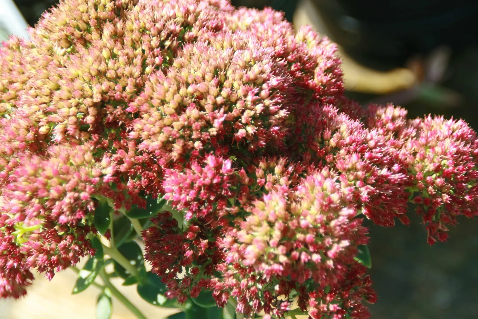 Autumn Joy Sedum (Sedum 'Autumn Joy') — Its maintenance is minimal; sedum 'Autumn Fire' is also resistant to deer and rabbit browsing