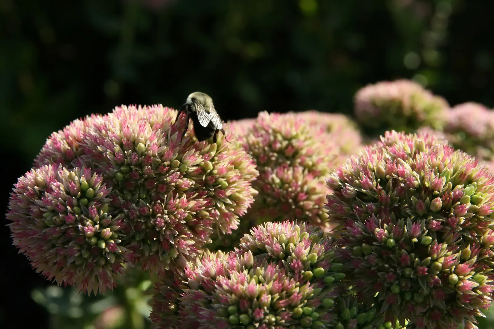 Autumn Joy Sedum (Sedum 'Autumn Joy') — is a superior selection for any garden design aimed at providing long-lasting autumnal colors