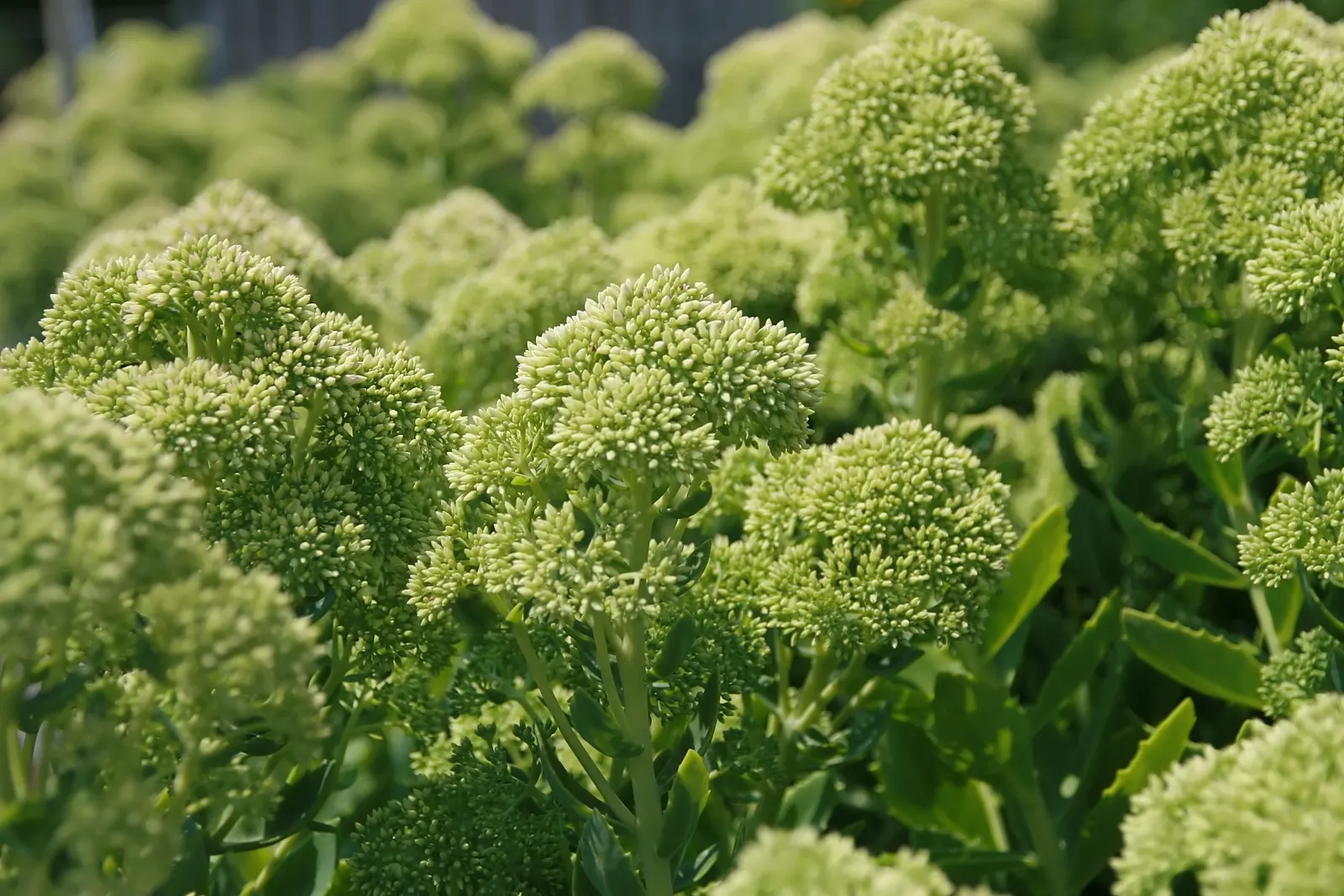 Autumn Joy Sedum (Sedum 'Autumn Joy') — This perennial reaches an average height of 18 to 24 inches with a spread of about 18 to 24 inches; pink flowers in the