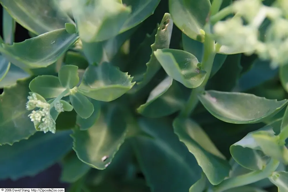 Autumn Joy Sedum (Sedum 'Autumn Joy') — starting as a warm pink in late summer; deep green hue throughout the growing season.<br><br>As the name suggests
