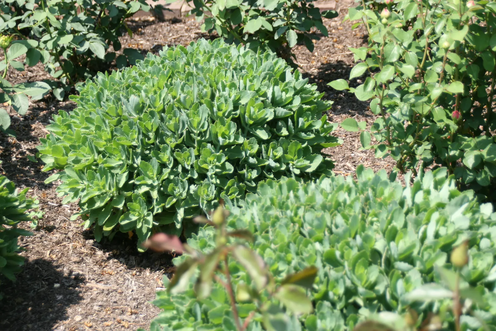 Autumn Joy Sedum (Sedum 'Autumn Joy') — Flowers emerge from dense clusters