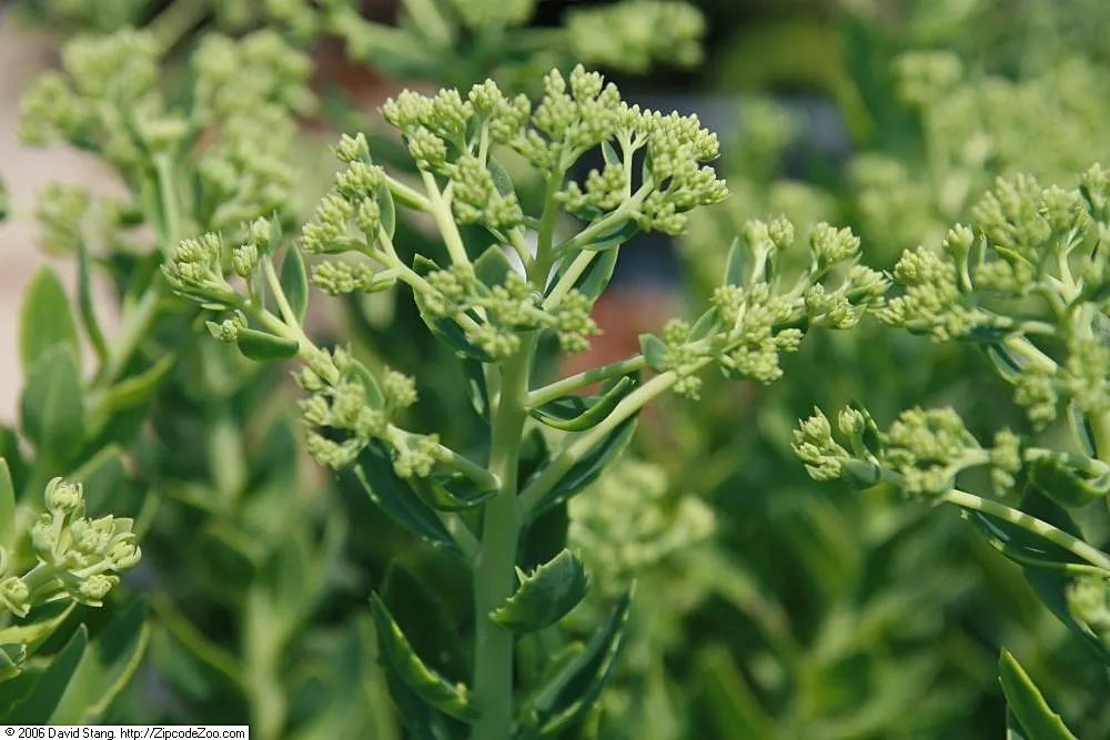 Autumn Joy Sedum (Sedum 'Autumn Joy') — starting as a warm pink in late summer