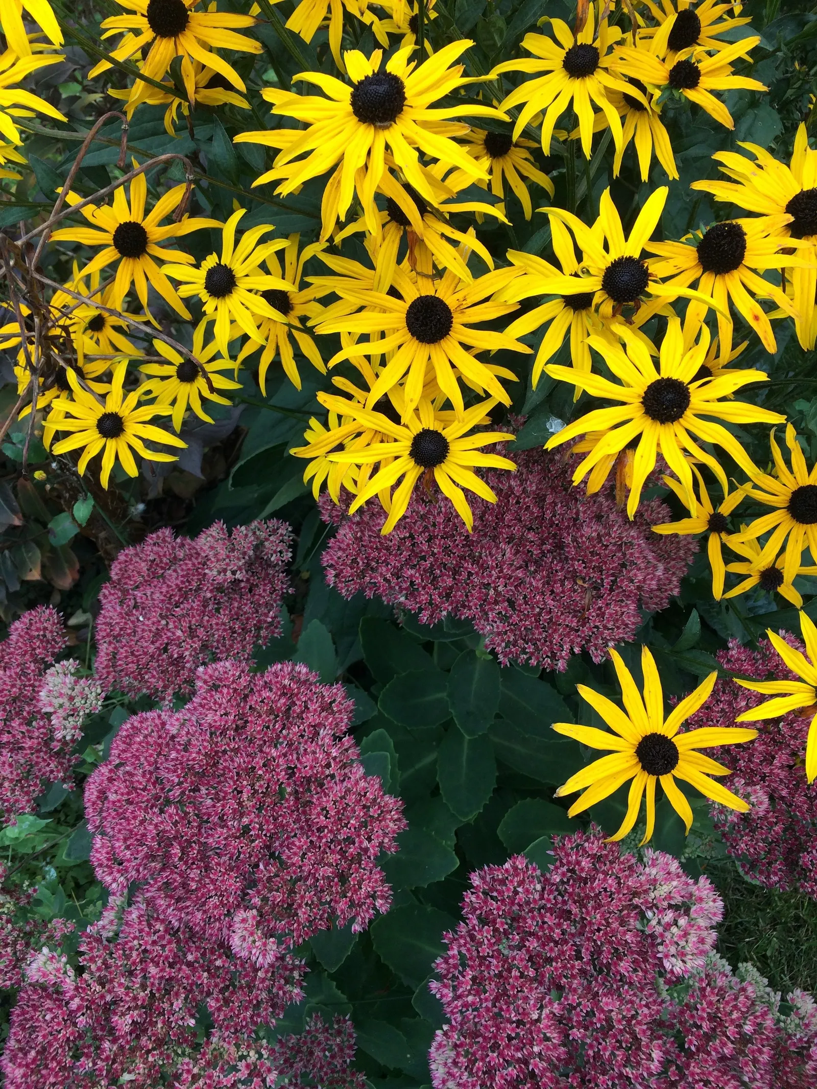 Autumn Joy Sedum (Sedum 'Autumn Joy') — only requiring deadheading if desired for aesthetic purposes; it thrives in zones 3-9, reaching 18-24 inches in height