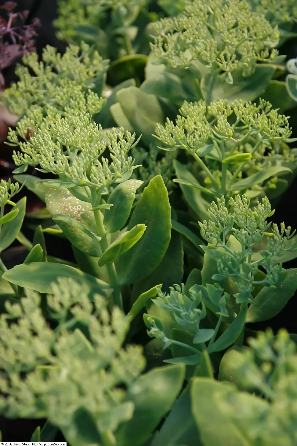 Autumn Joy Sedum (Sedum 'Autumn Joy') — only requiring deadheading if desired for aesthetic purposes