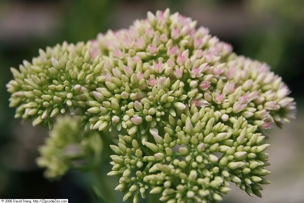 Autumn Joy Sedum (Sedum 'Autumn Joy') — Its maintenance is minimal