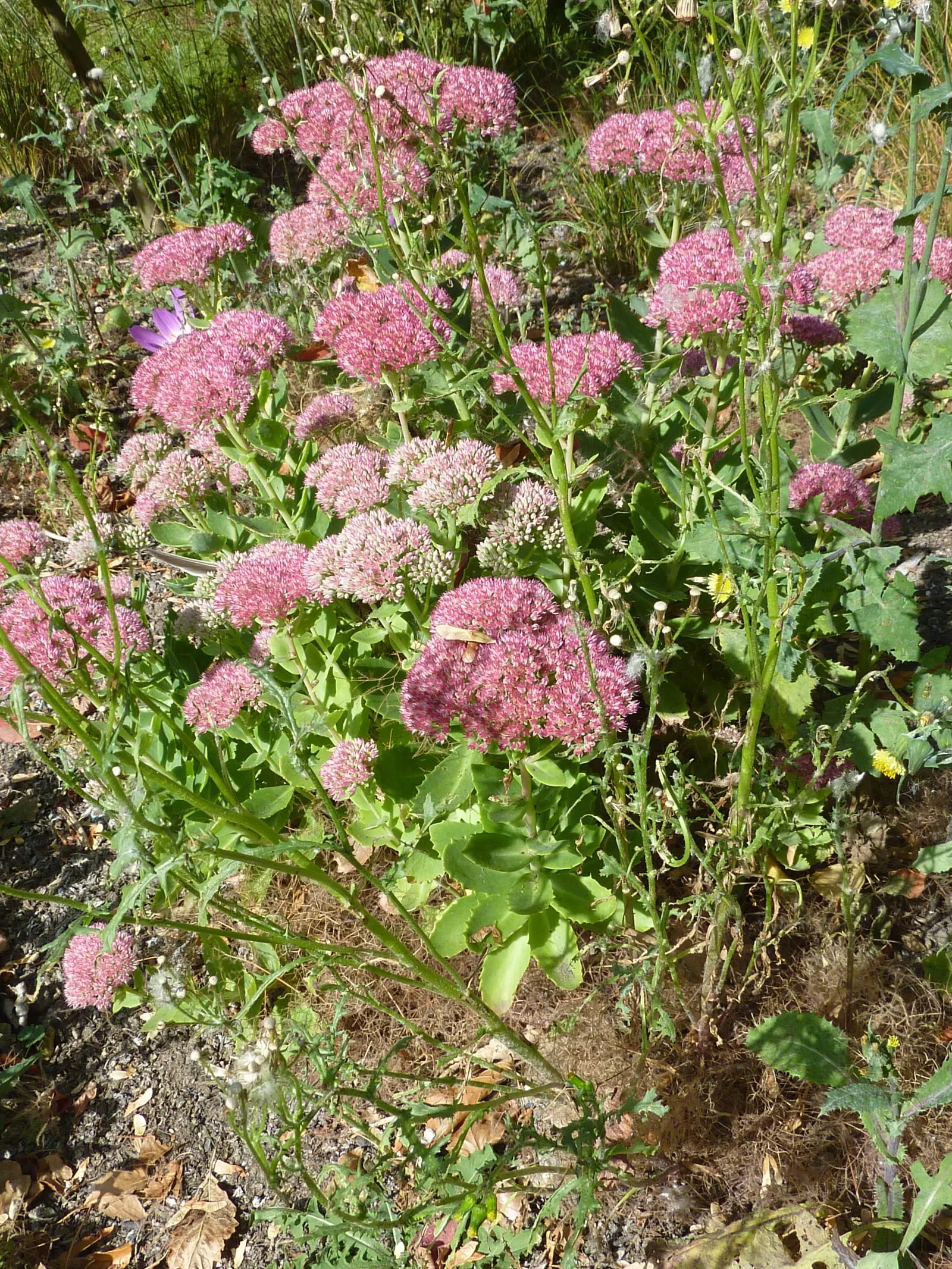 Autumn Joy Sedum (Sedum 'Autumn Joy') — succulent for full or half