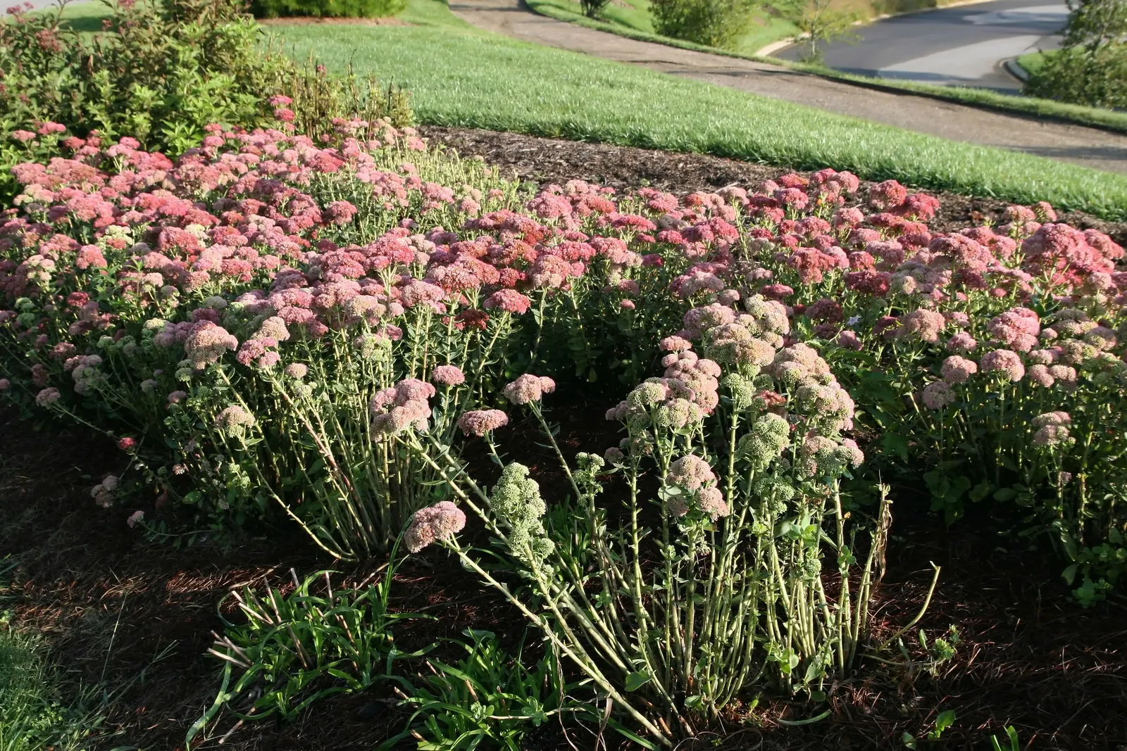 Autumn Joy Sedum (Sedum 'Autumn Joy') — pink flowers in the garden