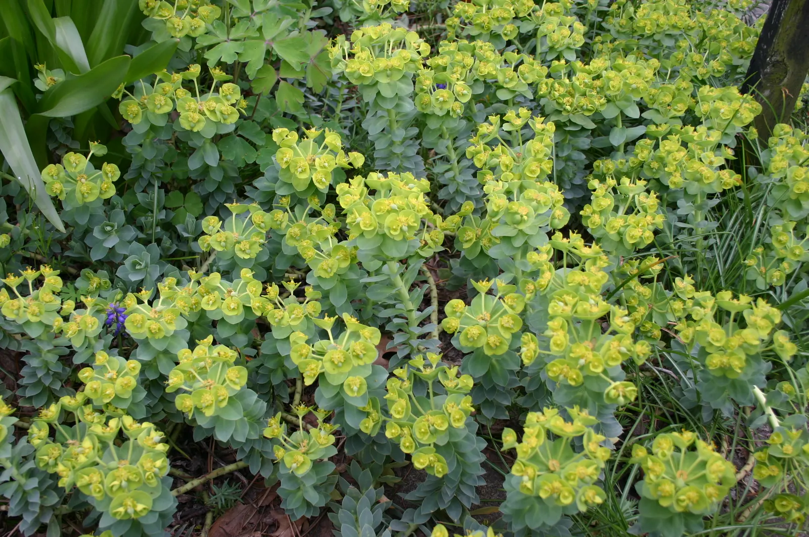 Autumn Joy Sedum (Sedum 'Autumn Joy') — Sedum 'Autumn Fire' is also resistant to deer and rabbit browsing