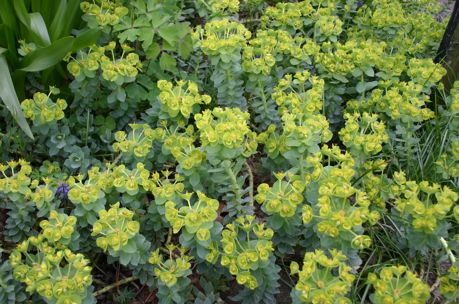 Autumn Joy Sedum (Sedum 'Autumn Joy') — offering an impressive display that persists well into the cooler months