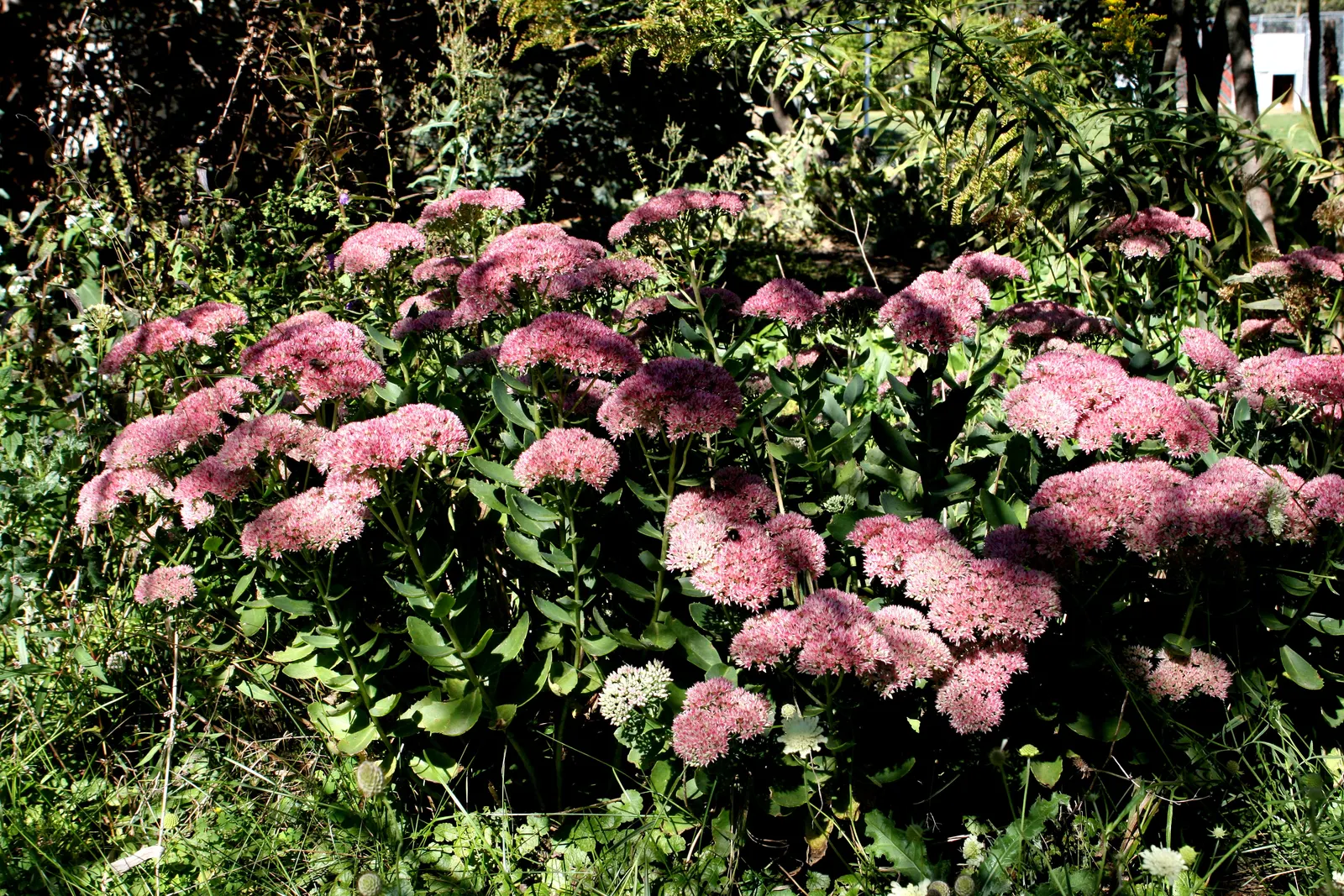 Autumn Joy Sedum (Sedum 'Autumn Joy') — a robust cultivar of the Stonecrop family known for its durable and easy-care nature