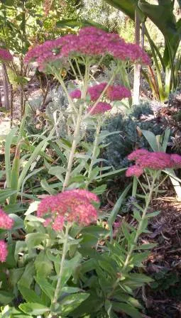 Autumn Joy Sedum (Sedum 'Autumn Joy') — deep green hue throughout the growing season.<br><br>As the name suggests