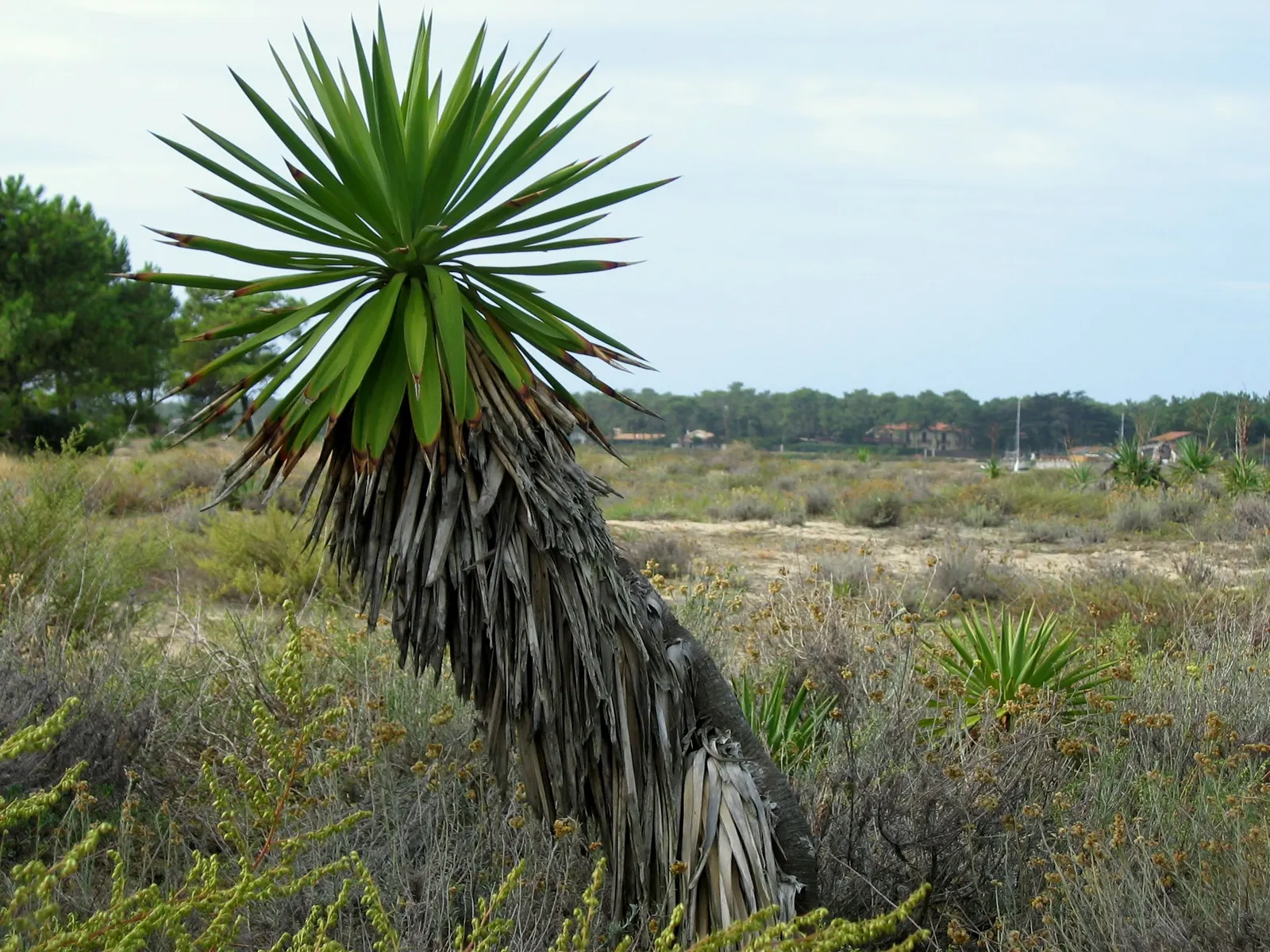 Spanish Dagger Tree (Yucca Faxoniana) — leathery leaves that can reach lengths over 3 feet