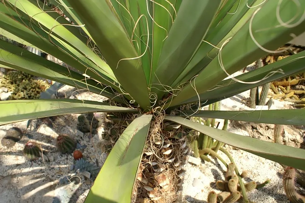 Spanish Dagger Tree (Yucca Faxoniana) — commonly referred to as the Spanish Dagger or Faxon Yucca