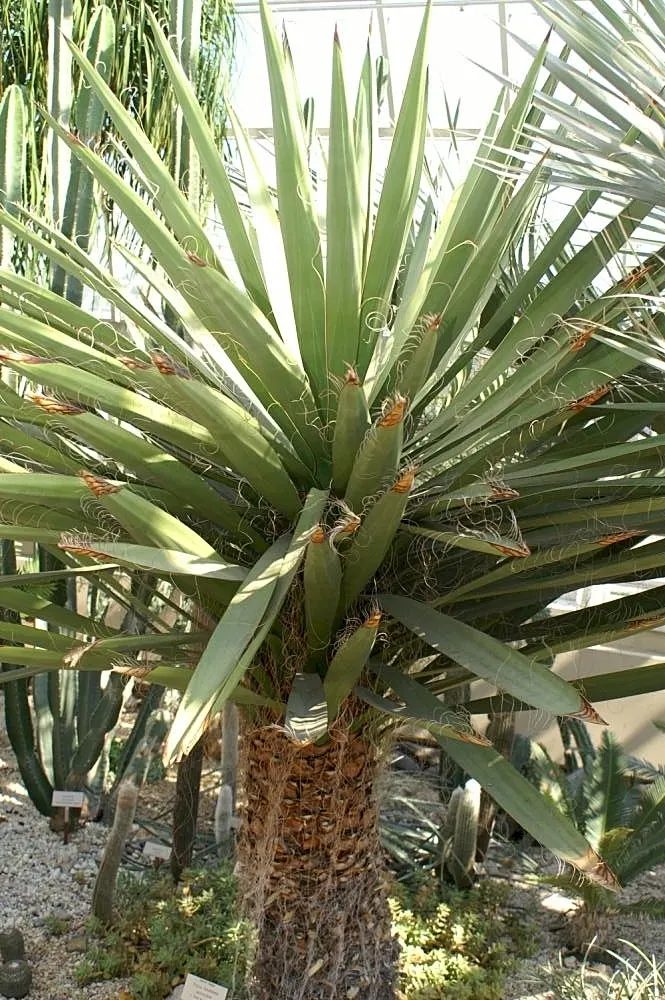 Spanish Dagger Tree (Yucca Faxoniana) — perched atop towering spikes up to 6 feet high