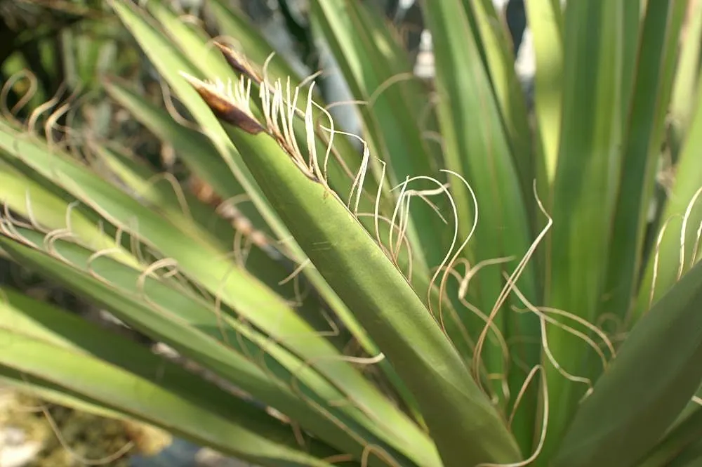 Spanish Dagger Tree (Yucca Faxoniana) — The Spanish Dagger (Yucca faxoniana) is a distinctive evergreen
