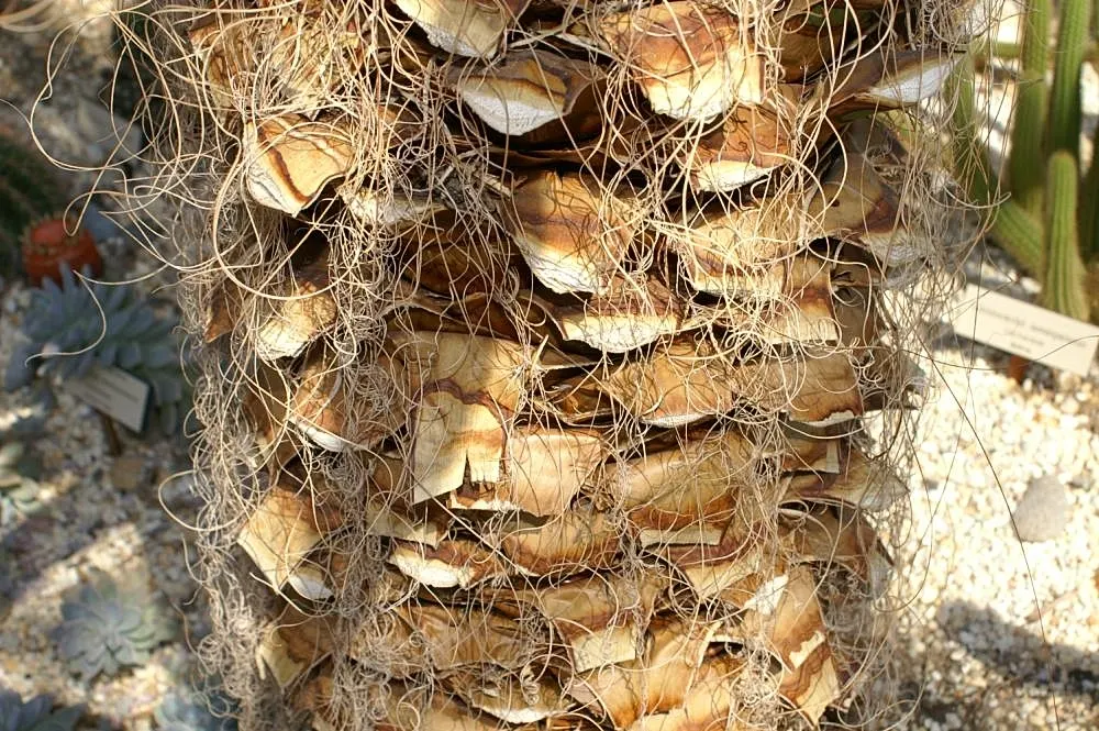 Spanish Dagger Tree (Yucca Faxoniana) — this yucca species flourishes in USDA hardiness zones 7 through 11