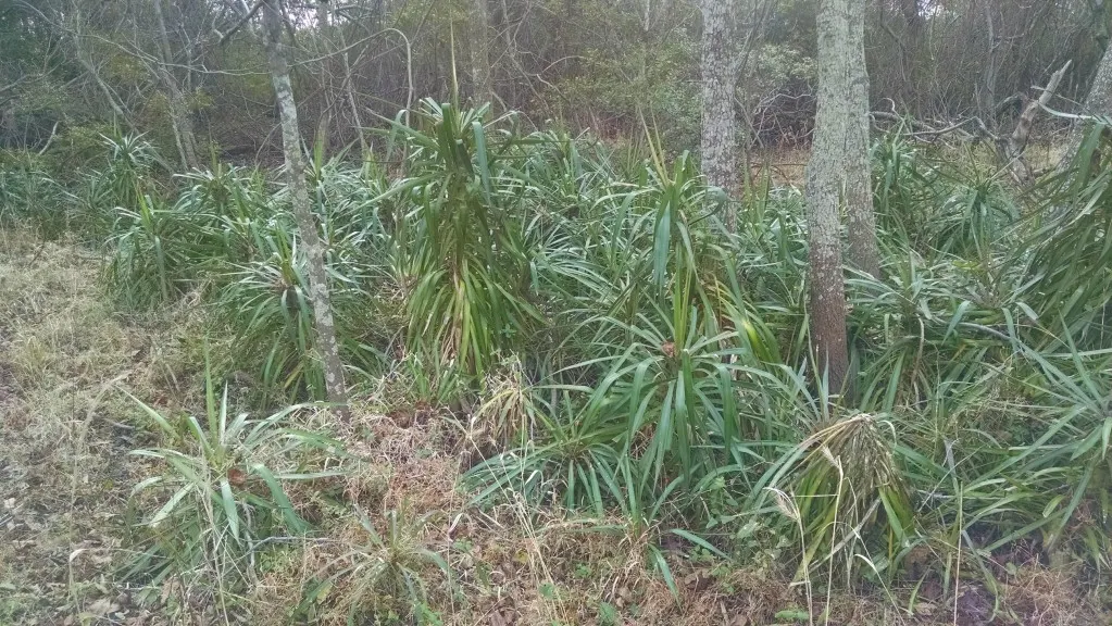 Spanish Dagger Tree (Yucca Faxoniana) — This hardy plant stands tall, typically between 6 to 15 feet in height, with a spread of 5 to 10 feet