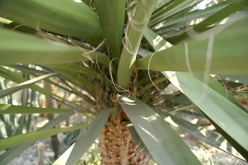 Spanish Dagger Tree (Yucca Faxoniana) — offering a striking profile with rosettes of stiff