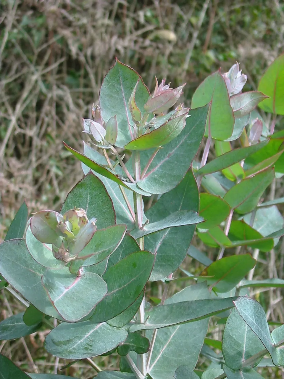 Blue Gum (Eucalyptus Globulus) — which is a deterrent to pests