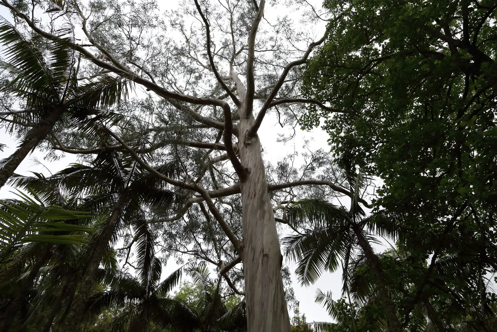 Blue Gum (Eucalyptus Globulus) — white flowers in the garden