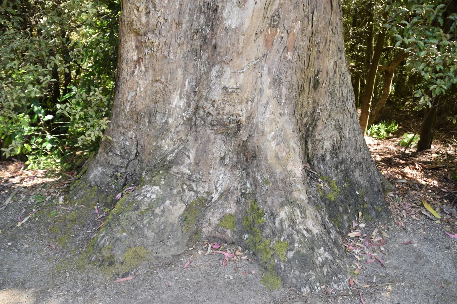 Blue Gum (Eucalyptus Globulus) — Roots can be invasive; plant 30-50 feet away from structures; it is essential to allocate sufficient space for, image 47
