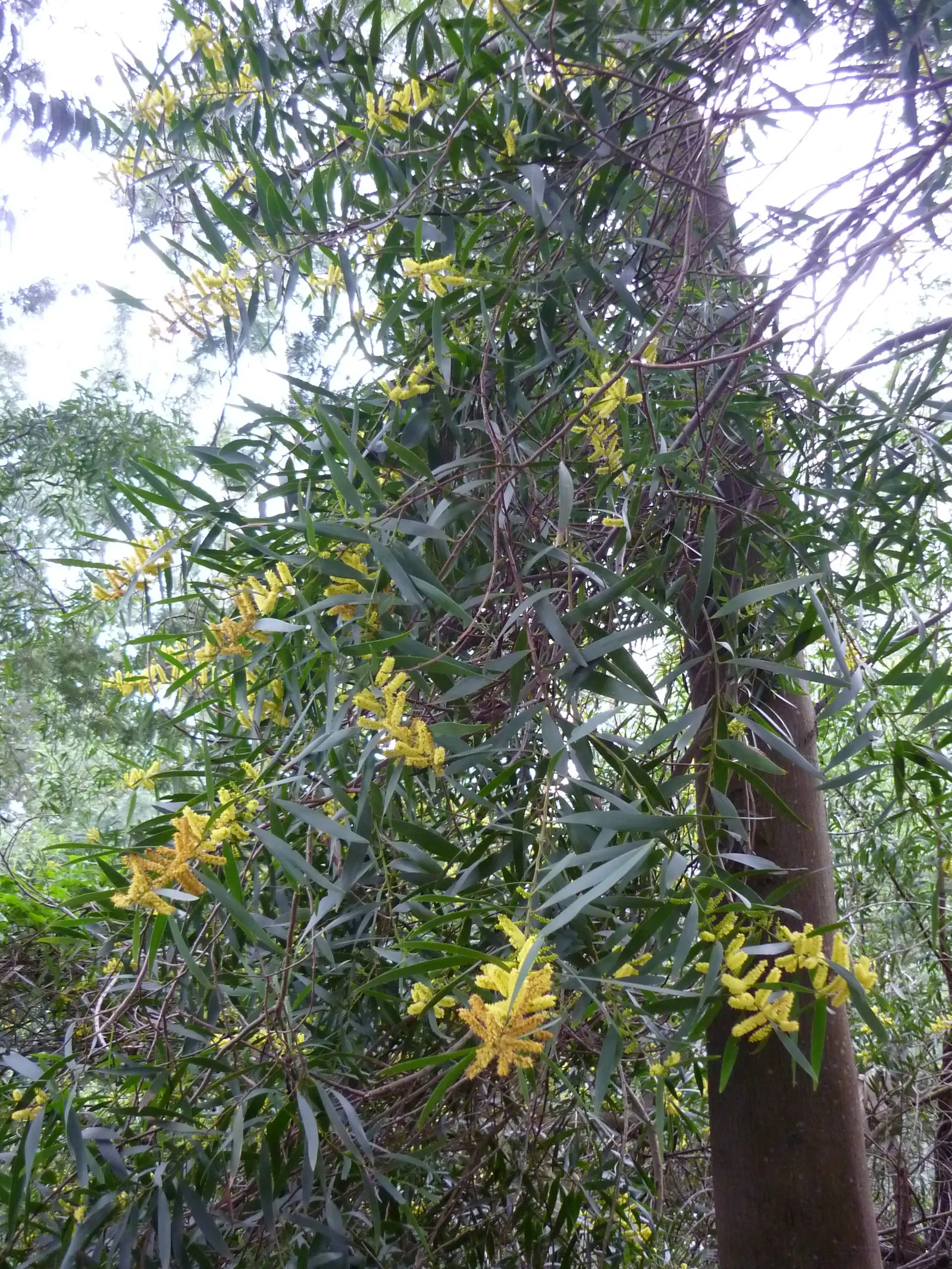 Blue Gum (Eucalyptus Globulus) — Eucalyptus globulus is a fast-growing species